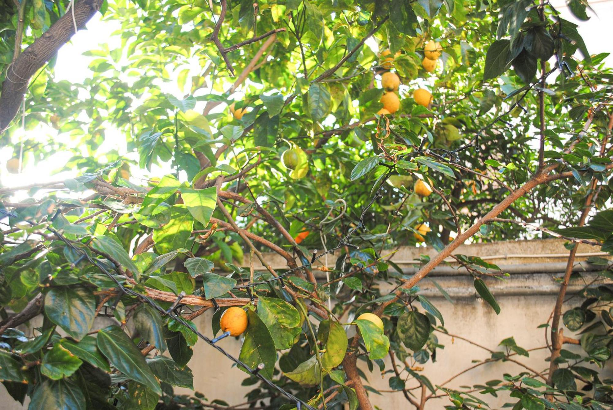 Villa Magnolia Con Giardino Bari Esterno foto