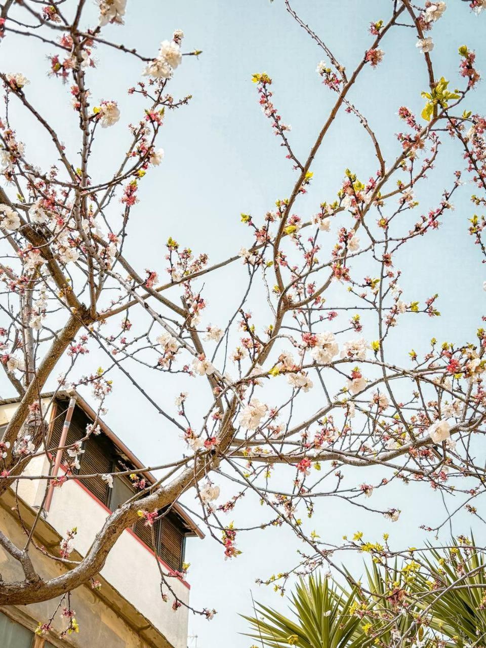 Villa Magnolia Con Giardino Bari Esterno foto